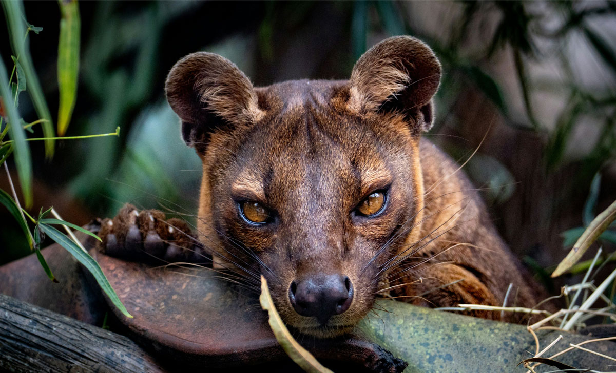 fossa loom