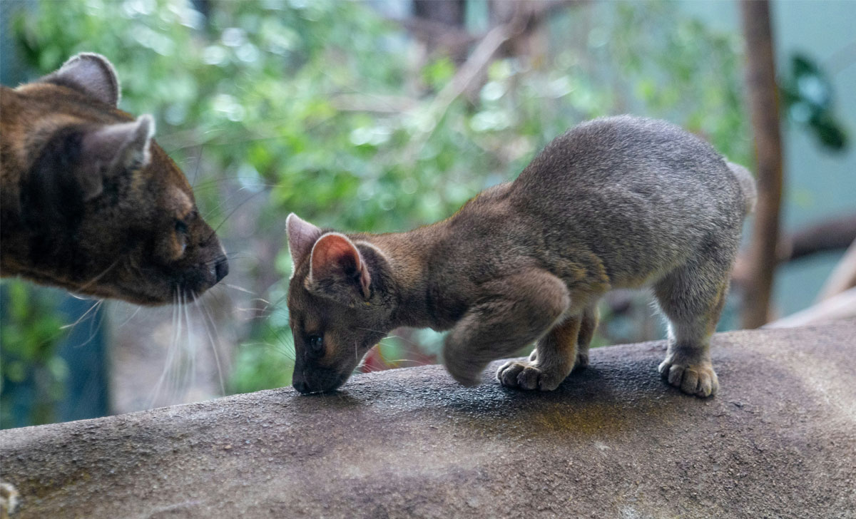fossa