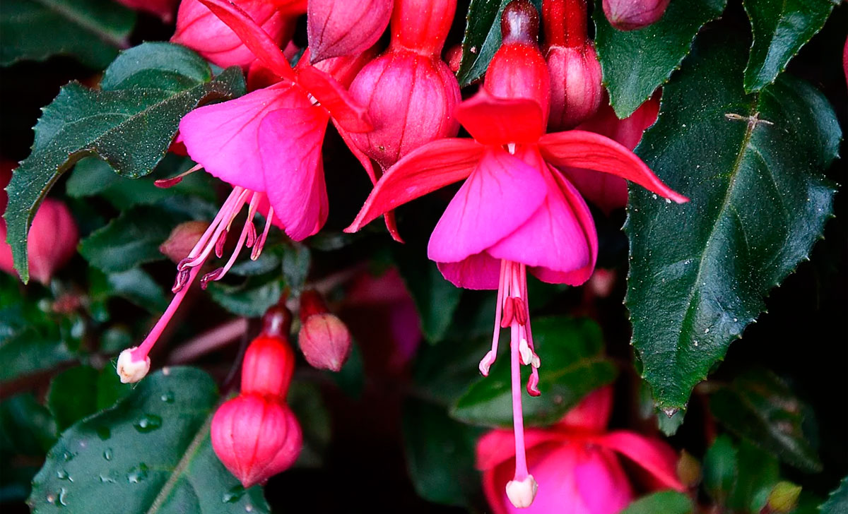 fuksia kasvatamine