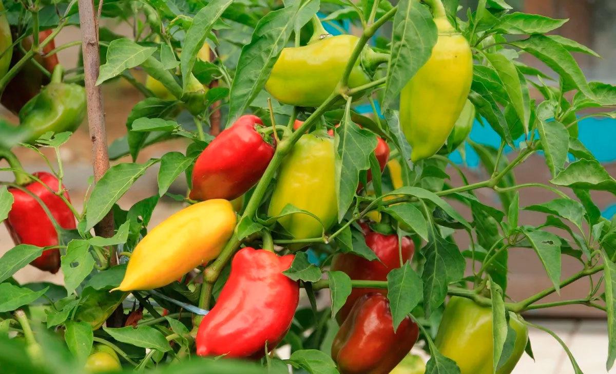 paprika taim