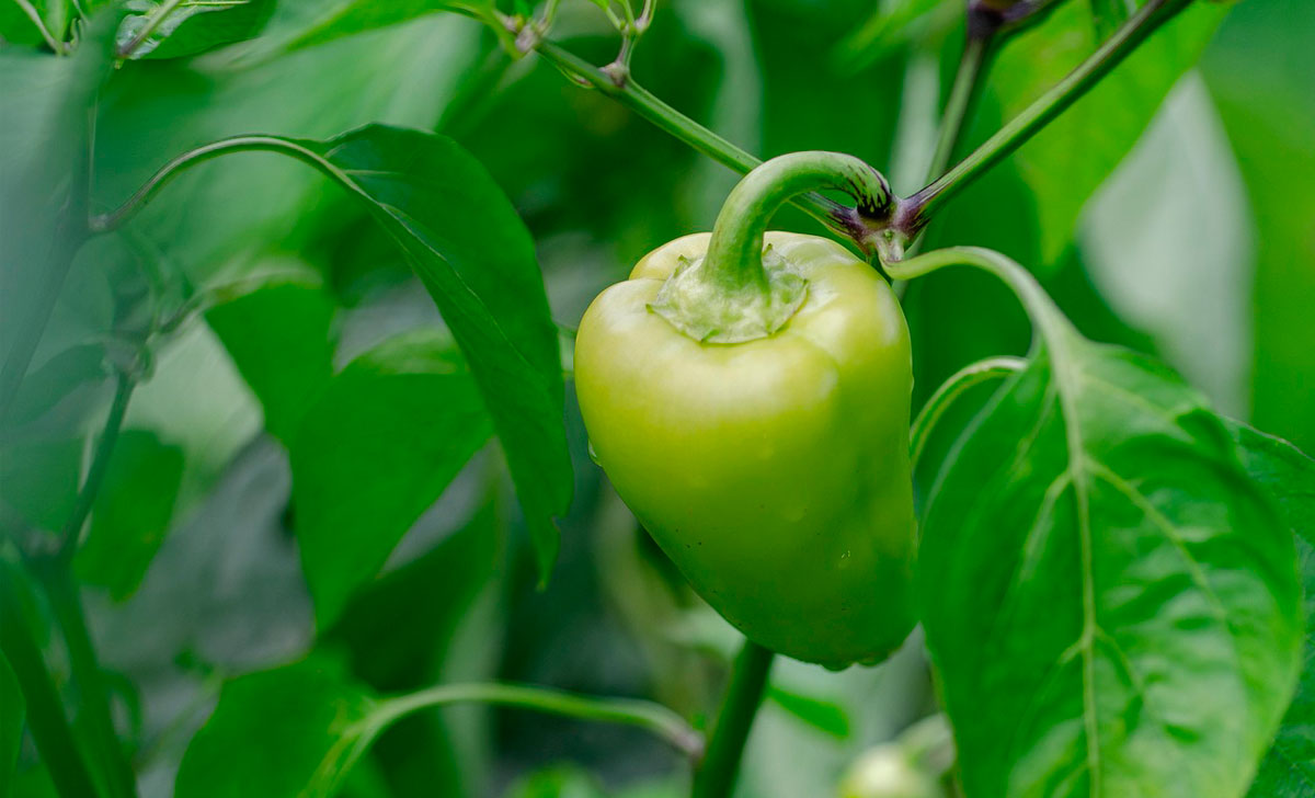 paprika kasvatamine